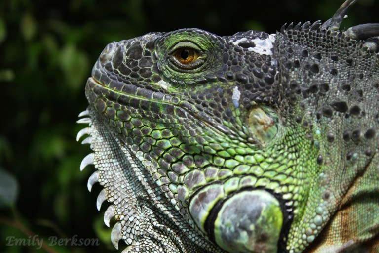 Pane'ewa Rainforest Zoo & Gardens is definitely the most eclectic zoo I've ever seen; there are birds everywhere!