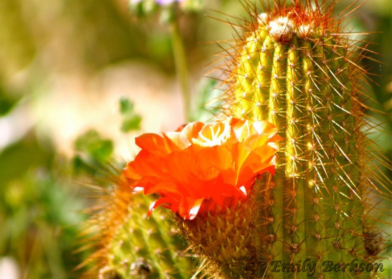 Another flowering cactus - taken in 2012