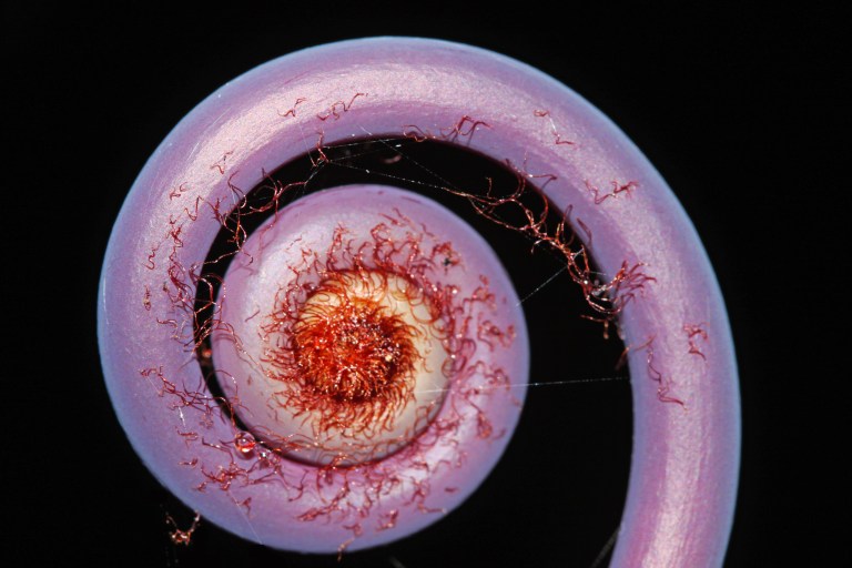 The fiddlehead of a baby fern before it unfurls.