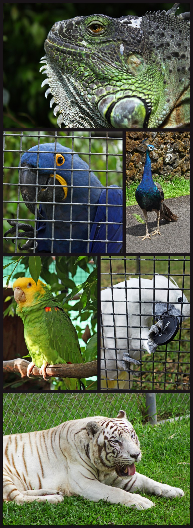 Top, counterclockwise: a;oeirjs, random peacock out for a stroll along the public pathways, awere (only saw if he could take the lens cap because there was no way for him to take it into the cage), Namaste (Siberian tiger), aser;k, as;erj