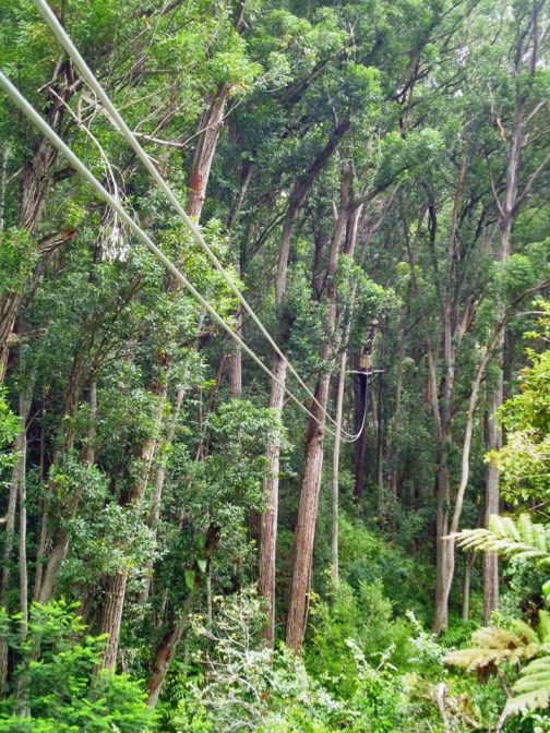 One of the first ziplines (photo courtesy of Kim's camera)