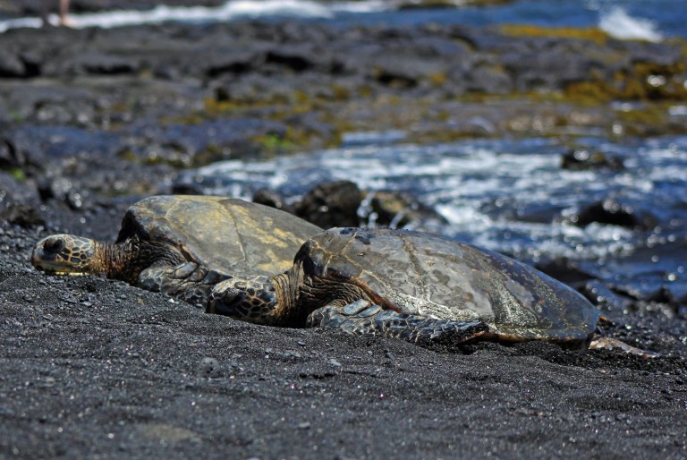 There were several pairs of sea turtles sunbathing together, and along the shoreline you could find sea turtles entering and exiting the ocean after they'd had enough sun.