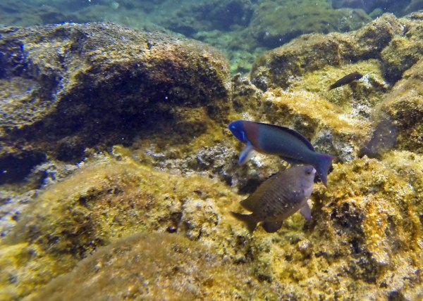 Also not sure what either of these are!