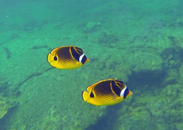 This one seems to be a raccoon butterflyfish.