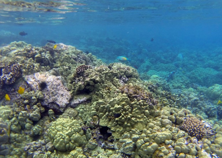 One of the views from Kealakekua Bay.