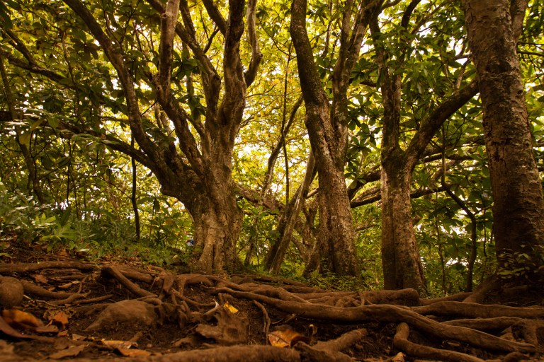 The first portion of the hike is the hardest, uphill and mostly over the roots of well-grown trees.