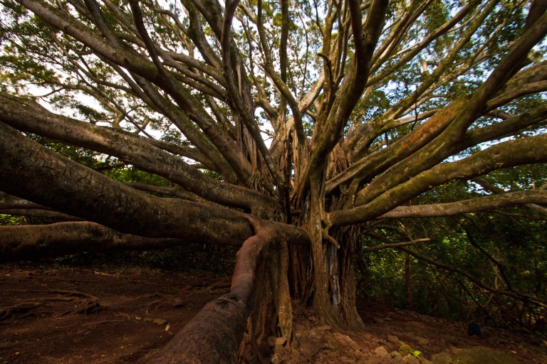 After less than a mile, we arrived at one of the largest banyan trees I've ever seen (although there are larger ones elsewhere on Maui).