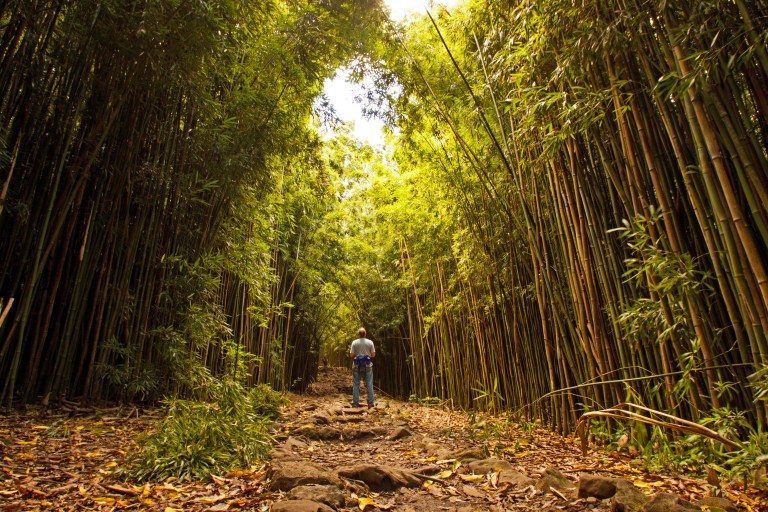 The trail crosses two bridges and a few more waterfalls before you enter the bamboo forest. It starts with a wide trail, but narrows and darkens quickly. Bring your mosquito repellant!