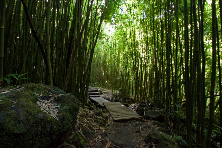 Wooden walkways are setup to elevate hikers from the extremely muddy conditions that occur when it rains.