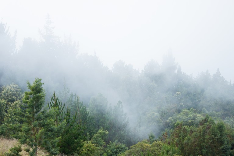 After descending Mt. Haleakala, we tried a different highland road to a hike through a redwood forest (yes, in Maui!). The unpaved portion proved to be too much for our little Ford Focus, so we walked through the clouds for awhile, taking in what little we could see.