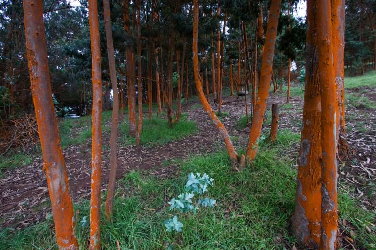 On our way down from the untraveled redwood forest hike, we stopped to take in beautiful views of Maui, also covered by clouds. However, this forest and its intense colors were just as interesting.