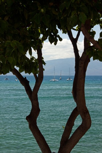 The view during lunch - a historic whaling town, Lahaina still has a lot of water action today.