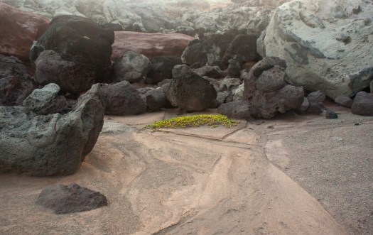 Along the hike of dirt and rocks that look as if they've been exposed to too much acid, you might stumble across this tiny patch of green just clinging on to life.