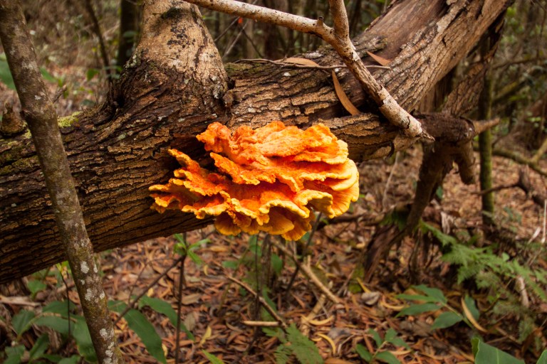 A huge, colorful mushroom we saw on the way down to the coast.