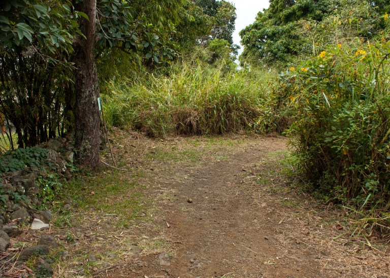 The trail starts across the street from three palm trees. It is roughly maintained, and people leave walking sticks at the start for anyone who wishes to use them.