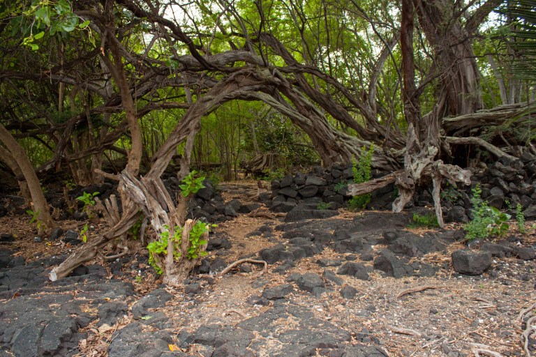 One our way out from Kealakekua.