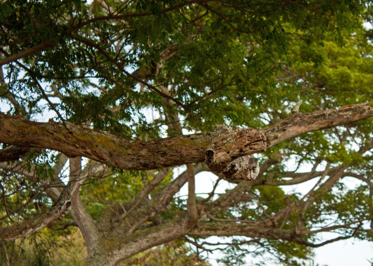 From the right angle, this tree branch looked like a ready to strike snake!
