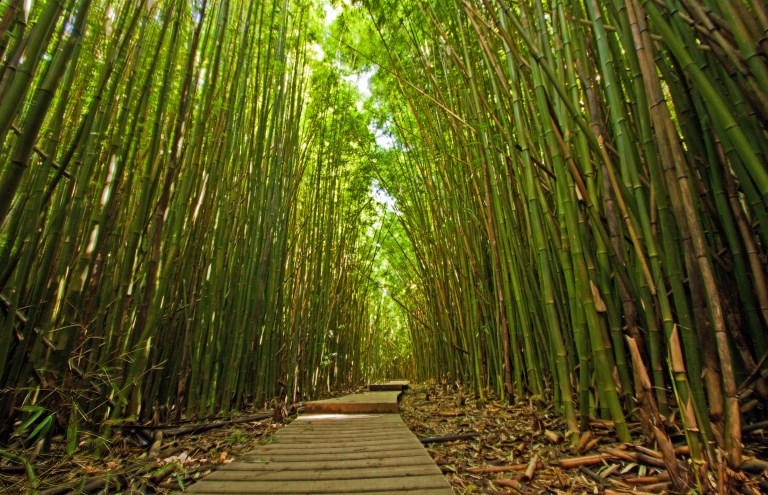 The trail narrows the further in you go, and soon you're lucky to see sun reflecting off the bamboo stalks at all. This image was made possible with a tripod and a long exposure because let's face it, a mostly black image of bamboo just isn't that interesting.
