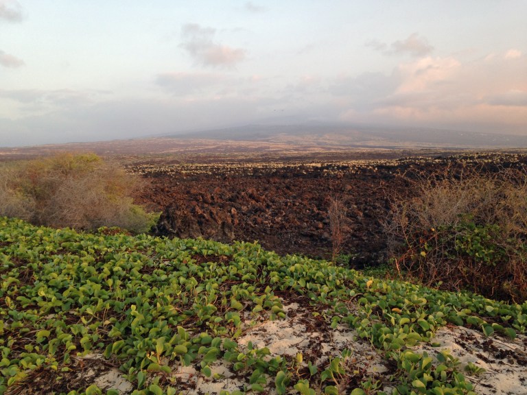 Looking at what I believe is Mauna Loa off in the distance.