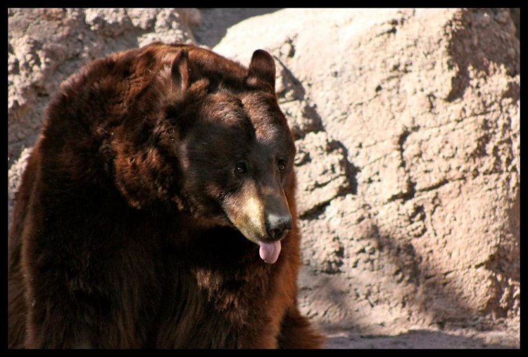 Doofy looking bear - taken back in 2012
