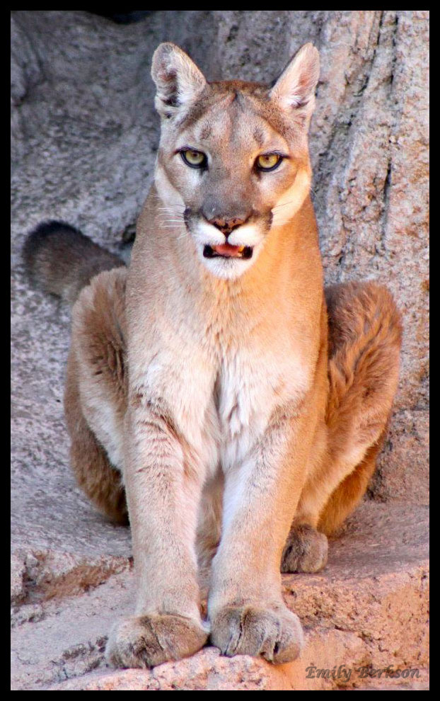 One of the mountain lions in a brother/sister pair - taken back in 2012