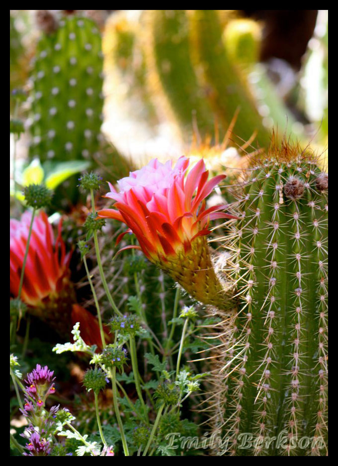 Flowering cactus - taken on a previous visit in 2012