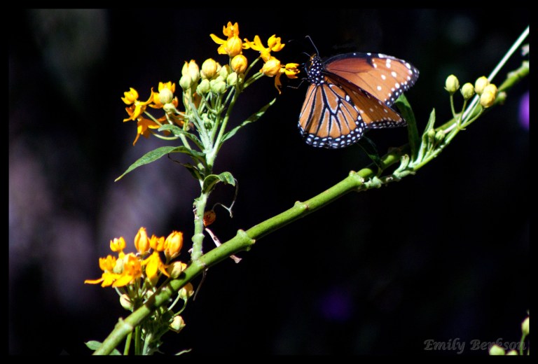 Fourth and final of the monarch shots.