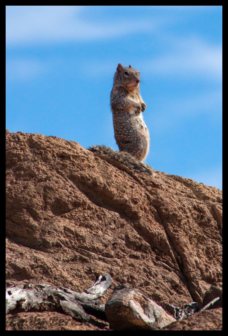 I absolutely love prairie dogs. I could stare at the prairie dog exhibit all day. This little guy wasn't even in the exhibit. He was wandering about the wildcat enclosures - must be brave!