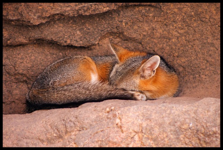 Desert fox, asleep by midday. 