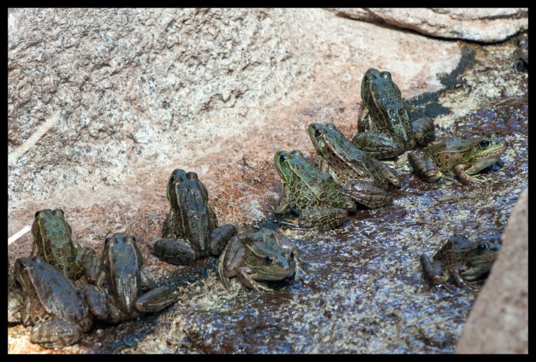 Frogs were a surprising touch at the desert museum!