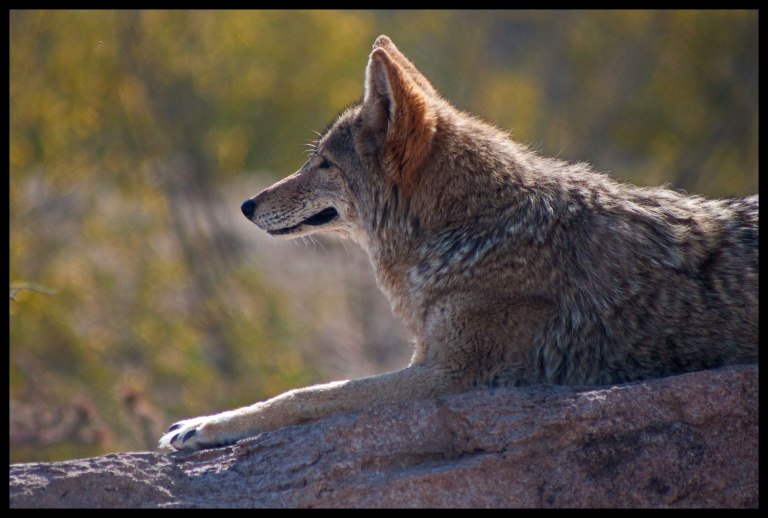 The coyote's enclosure is along a half-mile trail. He was nice enough to pose for some pictures before wandering off in search of shade.