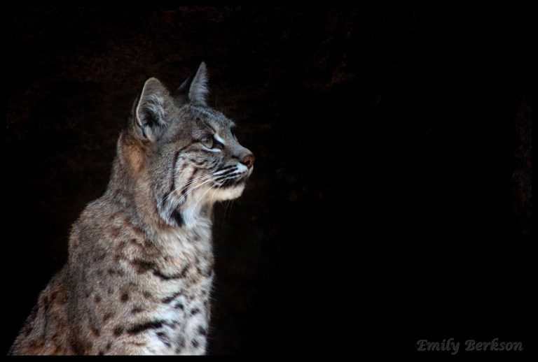 Another shot of the inquisitive bobcat.