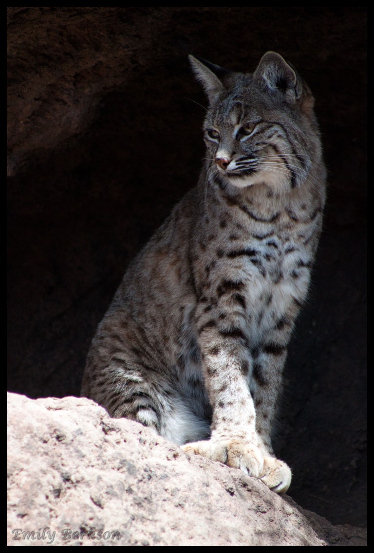 Bobcat up for a quick sniff before returning to his nap.