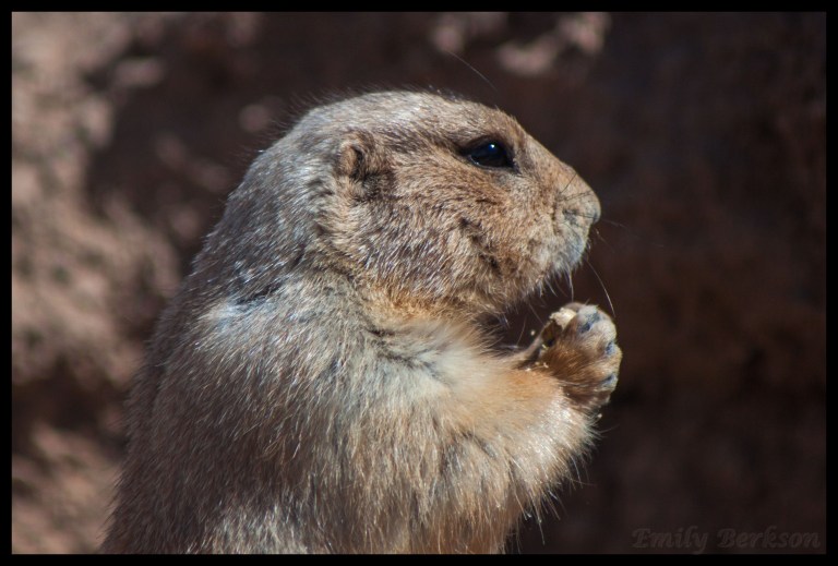 Almost looks like he's praying, but he's just very intent on that food morsel he found.