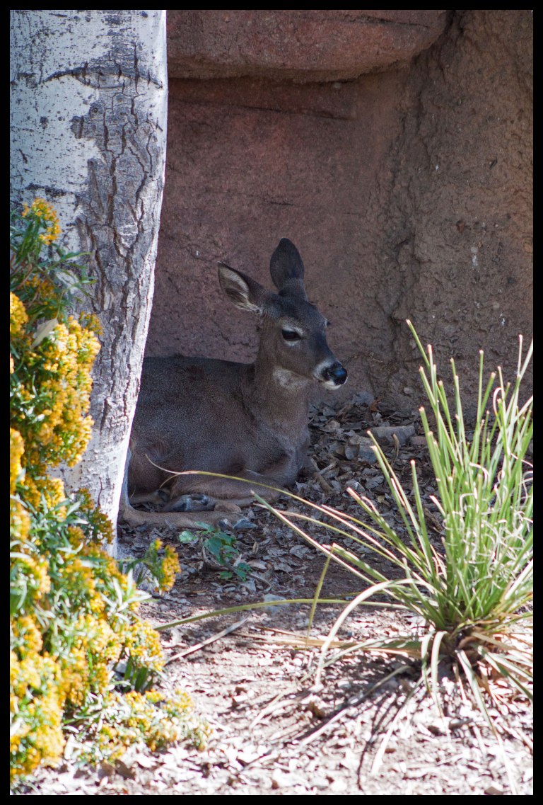 The deer trying to steal some shade, or perhaps trying to avoid the wafting scent of the mountain lion.