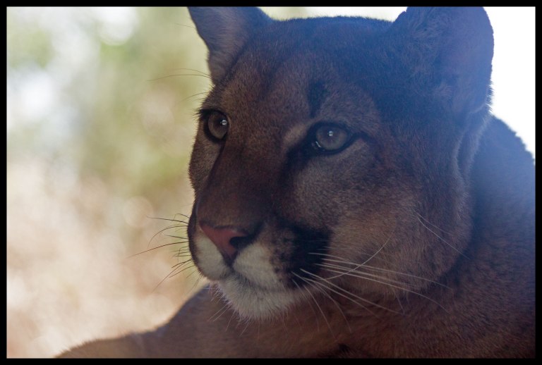 The new, single mountain lion of 2014. 