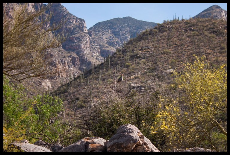 Early in the morning we were lucky enough to see a few quails, and to hear many more!