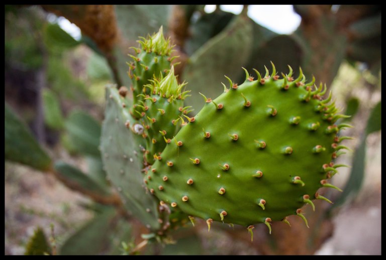 A baby branch of an otherwise full-grown cactus. It was like a toy cactus; the points were still rubbery and harmless!