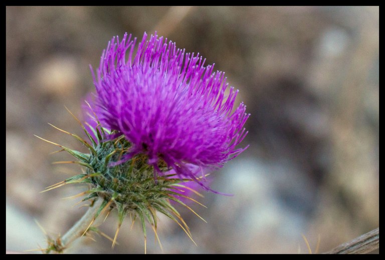 Along the way we began to see some of the desert flowers blooming. Not sure what these are but they sure are pretty!