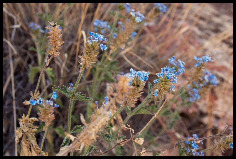 More desert flowers.