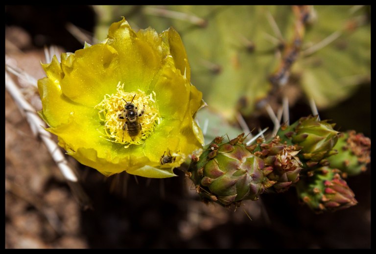 The bees inspecting these prickly pear flowers never get old!