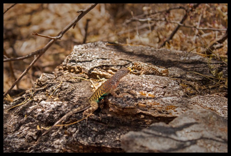 We've developed a new game while hiking - count how many lizards we spot. We normally lose count at 30+ lizards, but this one in particular was striking with its rainbow colors.