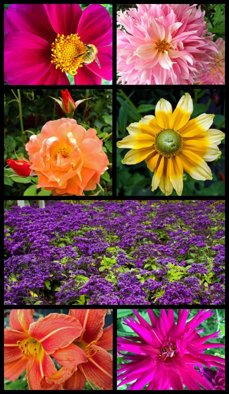 Low quality garden flowers, taken with iPhone.