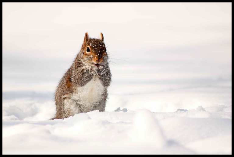 The squirrels didn't seem phased by the temperatures, as long as they were still being fed by the tourists.