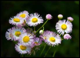 Wildflowers! Apparently these are everywhere in Spring.