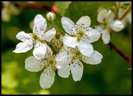 Apparently wildflowers cover the forest floor during Spring.