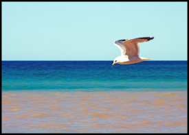 Plenty of seagulls flying around as well, most likely hoping to catch a bit of picnic food.