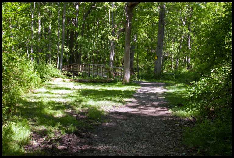 Back into the forest along the Bluff Trail, before the climb begins.