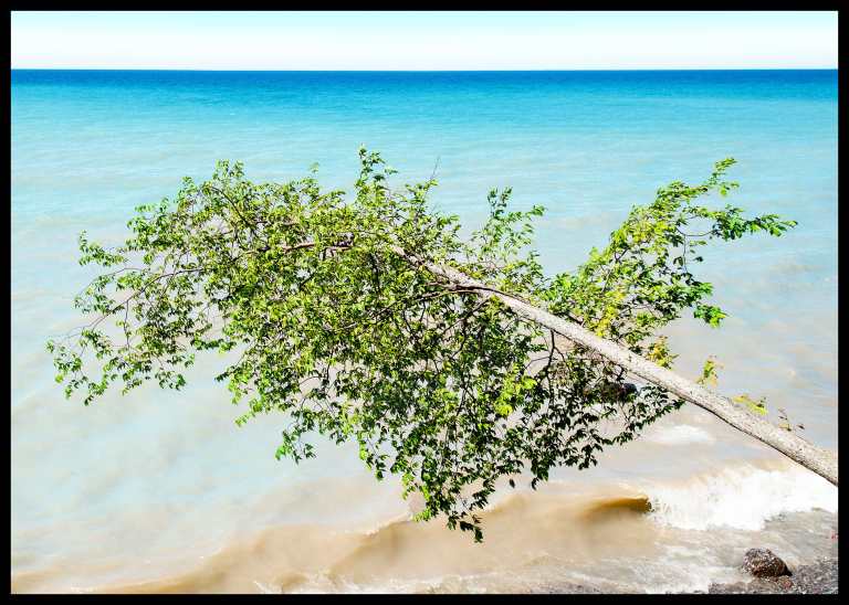 One of my favorite pictures i've ever taken, of this tree hanging out over the lake.