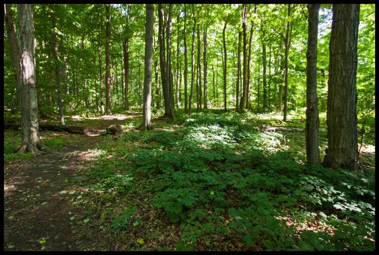 Back into the dense forest along Drumlin Trail, headed back to the car.